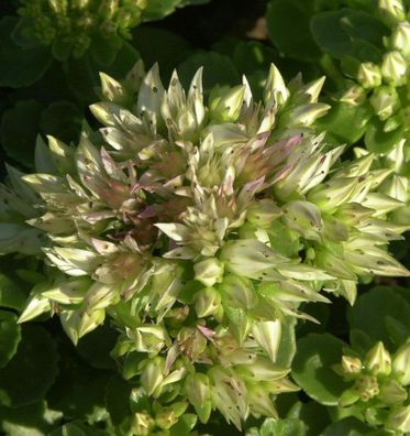 Kaukasus Asienfetthenne Album - Sedum spurium