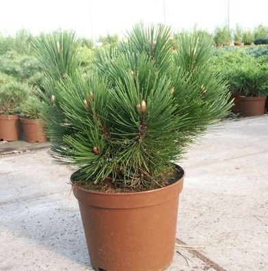 Kompakte Schlangenhautkiefer Dem Ouden 50-60cm - Pinus leucodermis