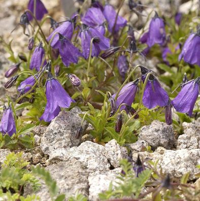 Dunkle Glockenblume - Campanula pulla