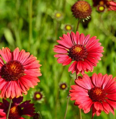 Korkadenblume Burgunder - Gaillardia aristata