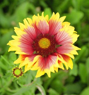 Korkadenblume Fackelschein - Gaillardia grandiflora