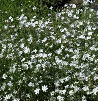 Lein Album Diamant - Linum perenne