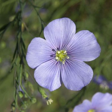 Lein Saphir - Linum perenne