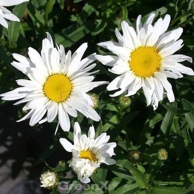 Gartenmargerite Polaris - Leucanthemum superbum