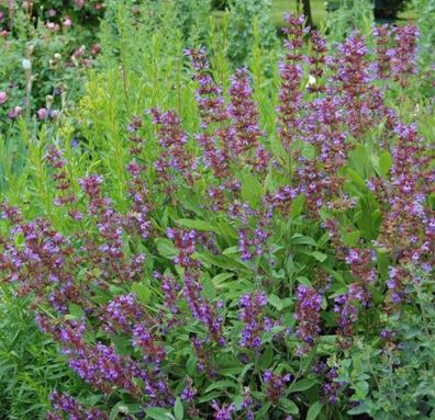 Echter Salbei - Salvia officinalis