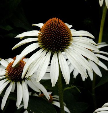 weißer Sonnenhut - Echinacea purpurea