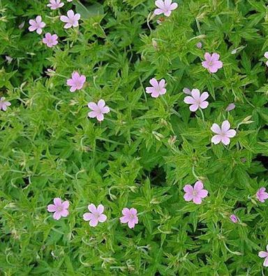 Rosa Storchschnabel - Geranium endressii