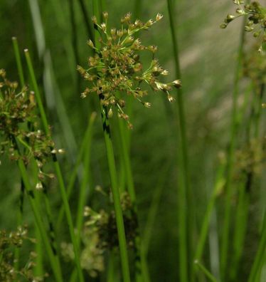 Flatterbinse - Juncus effusus