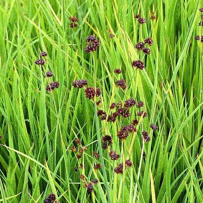 Zwergbinse - Juncus ensifolius