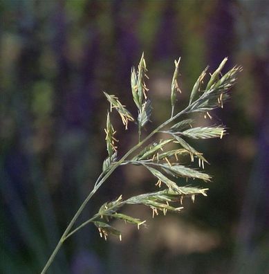 Blauschwingel cinerea - Festuca cinerea