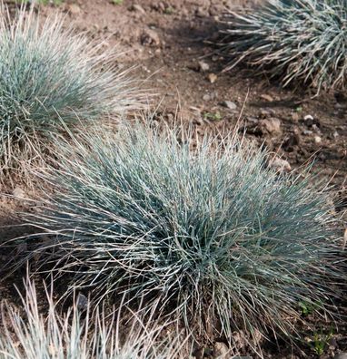 Blauschwingel Azurit - Festuca cinerea