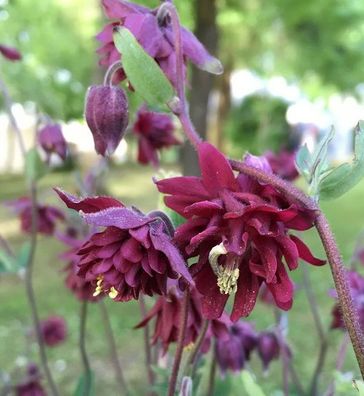 Akelei Ruby Port - Aquilegia vulgaris