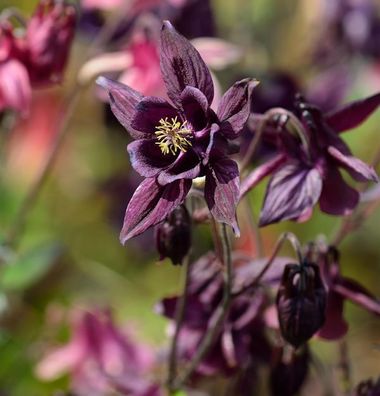 Schwarzviolette Akelei - Aquilegia atrata