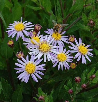 Wild Aster Asran - Aster ageratoides