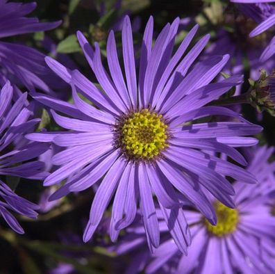 Sommeraster - Aster amellus