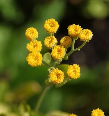 Balsamkraut - Tanacetum balsamita