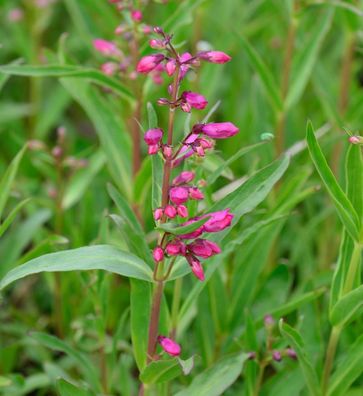 Bartfaden Praecox Nanus Rondo - Penstemon barbatus