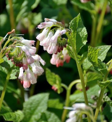 Kaukasus Beinwell - Symphytum grandiflorum