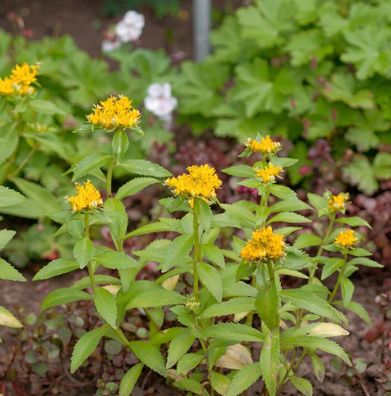 Großes Gold Fettblatt - Sedum aizoon