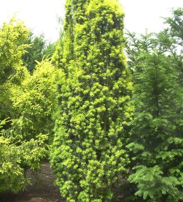 Gelbe Säuleneibe 100-125cm - Taxus baccata Fastigiata Aureomarginata