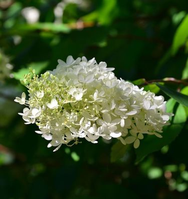 Hochstamm Rispenhortensie Mont Blanc® 100-125cm - Hydrangea paniculata