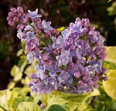 Edelflieder Aucubaefolia - Kircher-Collection 100-125cm - Syringa vulgaris