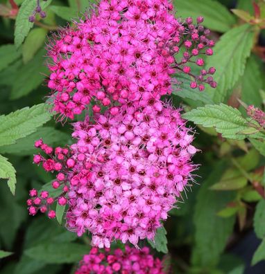 10x Roter Sommerspierstrauch Anthony Waterer 15-20cm - Spiraea japonica