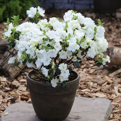 Japanische Azalee Inas Diamond® 25-30cm - Rhododendron obtusum
