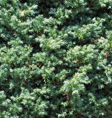 Hochstamm Zwerg Silberzypresse Baby Blue 40-60cm - Chamaecyparis pisifera