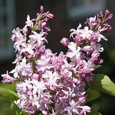 Edelflieder Flamingo - Kircher-Collection 40-60cm - Syringa vulgaris