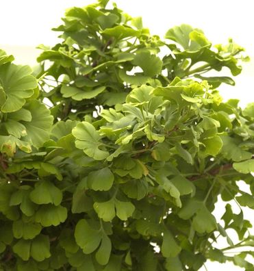 Kugel Fächerblattbaum 20-25cm - Ginkgo biloba