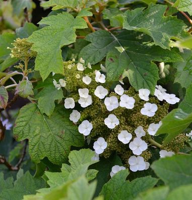 Eichenblättrige Hortensie Munchkin 30-40cm - Hydrangea quercifolia