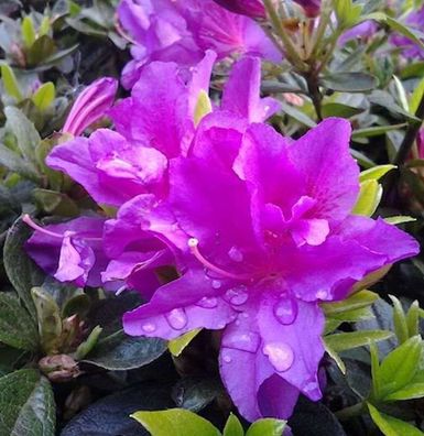 Kriechende Immergrüne Zwerg Azalee Galapagos 25-30cm - Rhododendron nakaharai