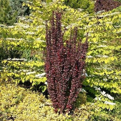 Rote Säulenberberitze Helmond Pillar 40-60cm - Berberis thunbergii