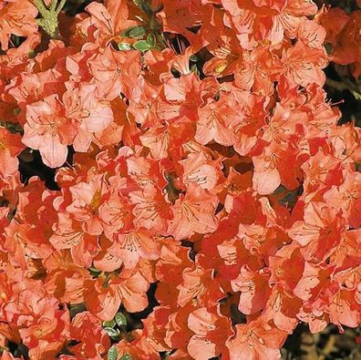 Japanische Azalee Satschiko 15-20cm - Rhododendron obtusum - Alpenrose