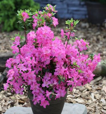 Japanische Azalee Petticoat® 25-30cm - Rhododendron obtusum - Zwerg Alpenrose