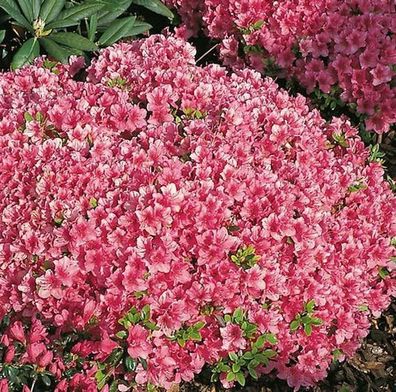 Japanische Azalee Michiko 20-25cm - Rhododendron obtusum - Zwerg Alpenrose
