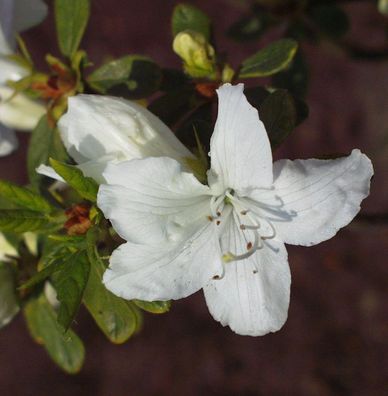 Japanische Azalee Luzi 30-40cm - Rhododendron obtusum - Zwerg Alpenrose