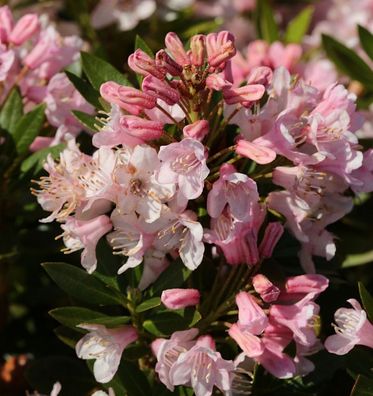 Kleinblütiger Rhododendron Bloombux® 20-25cm - Rhododendron micranthum