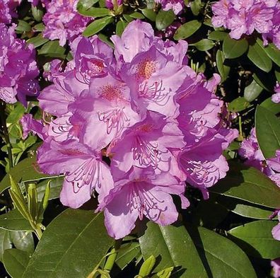 Großblumige Rhododendron Catawbiense Grandiflorum 60-70cm - Alpenrose