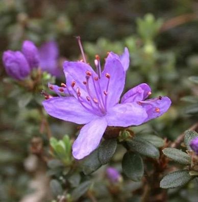 Wildform Rhododendron Blue Silver 30-40cm - Rhododendron hippophaeoides