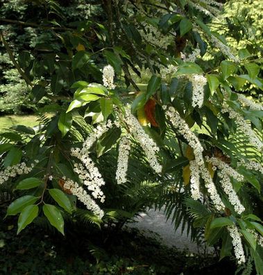 Portugiesischer Kirschlorbeer Myrtifolia 125-150cm - Prunus lusitanica