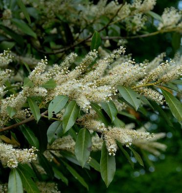 breitwachsende Lorbeerkirsche Otto Luyken 60-80cm - Prunus laurocerasus