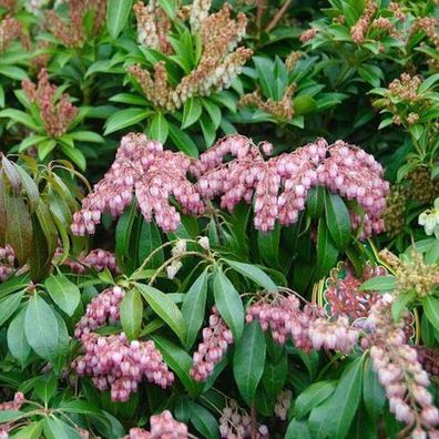 Schattenglöckchen Lavendelheide Valley Valentine 40-60cm - Pieris japonica