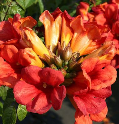 Hochstamm Große Klettertrompete Fire Trumpet Vine 80-100cm - Campsis tagliabuana