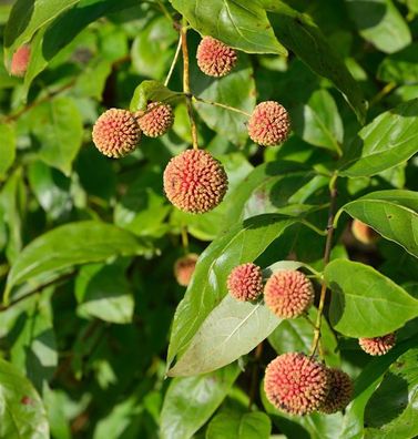 Kopfblume Knopfbusch Sugar Shack® 60-80cm - Cephalanthus occidentalis