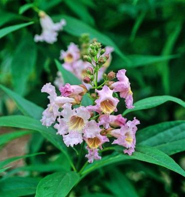 Schmalblättriger Trompetenbaum Summer Bells 100-125cm - Chitalpa tashkentensis