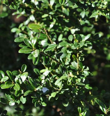 Bonsai Japanische Stechpalme Ilex Glorie Gem 80-100cm - Ilex crenata