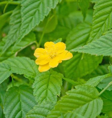 großblumiger Ranunkelstrauch Golden Guinea 40-60cm - Kerria japonica
