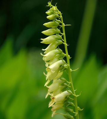 Gelber Fingerhut - Digitalis lutea